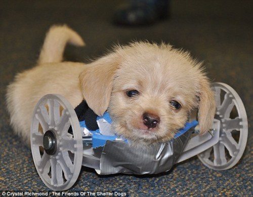 sixpenceee:    Two-legged rescue puppy born with no front legs on the move thanks to a 3-D printed wheelchair    Two-legged rescue puppy born with no front legs on the move thanks to a 3-D printed wheelchair. His two-wheeled cart was printed in 14 hours