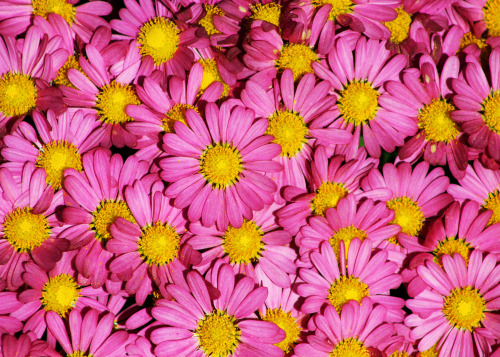 Some Lovely Flowers At Chicago Botanical Gardens. I Don't Know The Exact Species.