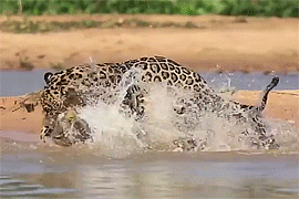 rose-on-the-mountain:bettsplendens:champawattigress:A Jaguar (Panthera onca) stalks and kills a caim