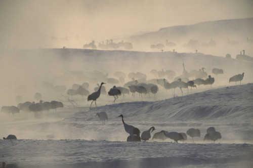 unrar:Japanese or red-crowned cranes in standing in morning mist, Japan, Tim Laman.
