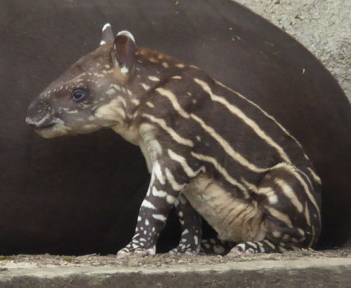 pasionanimalblog:American prairie installation.This baby tapir was born at the beginning of April. A