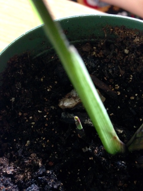 A new sprout next to my main prayer plant. Happy it’s looking healthy again!