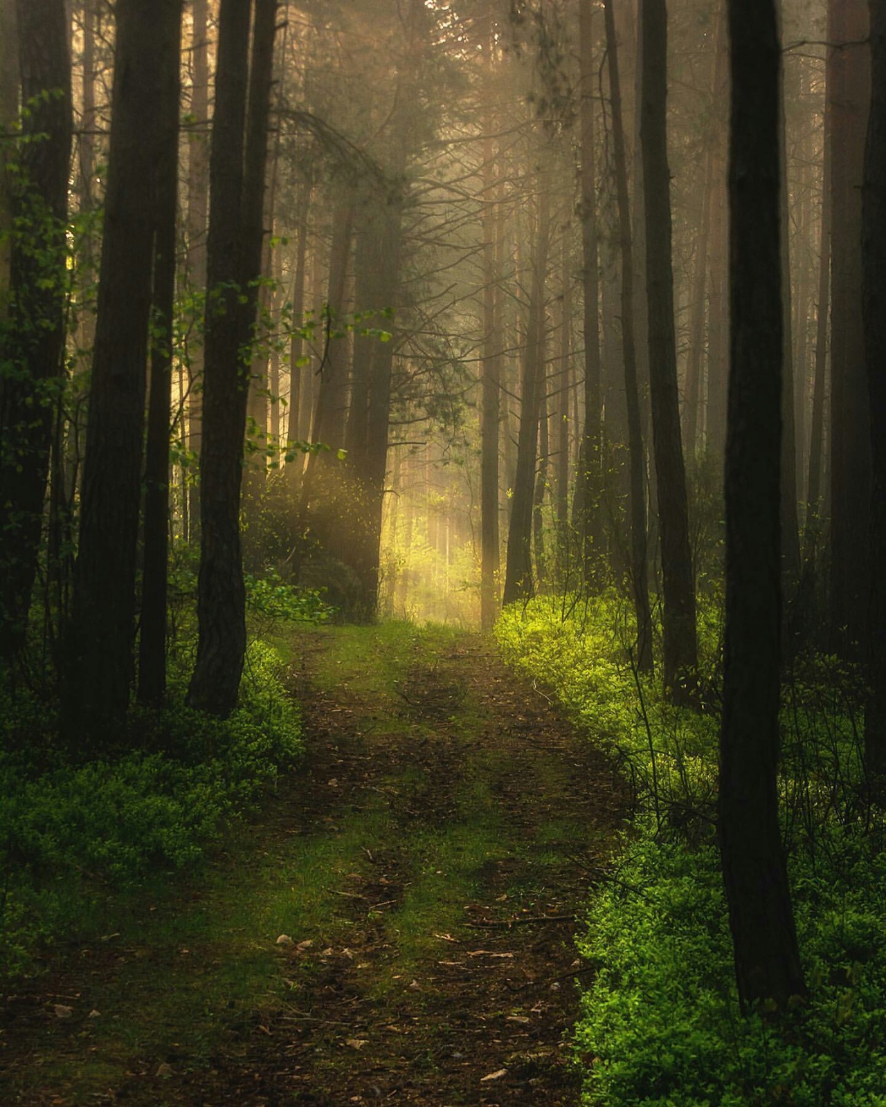 mybeautifulpoland:
“Lesser Poland, Poland by Piotr Michalec
”