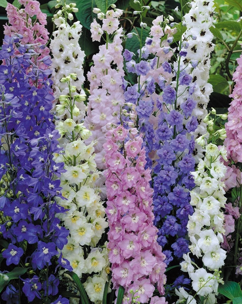 darkling-faerie-witch:Delphinium Flowers, Allium porn pictures