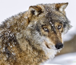 beautiful-wildlife:  Wolf by photo-sommer