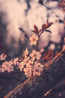 mstrkrftz:    Spring soul | Petricor_Photography 