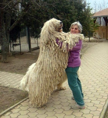 joetheblogger:  fluffybedsock:  sannguine:  gluten-tag:  pretentiousmusician:  peachpup:  this is the all time best post  Wat  I am all about giant dogs  the fact that like half of them are still trying to be lapdogs ~ bless  Giant dogges   