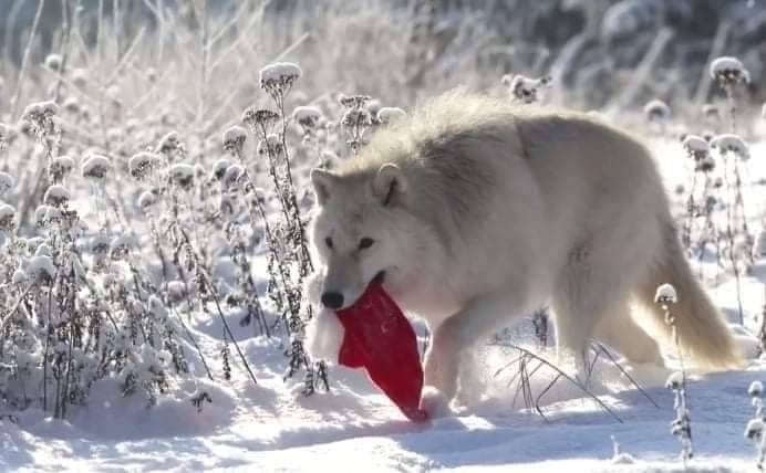 the-smiling-wolf:😊🐺💖