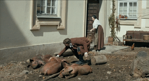 getyourblanket:When I see animals