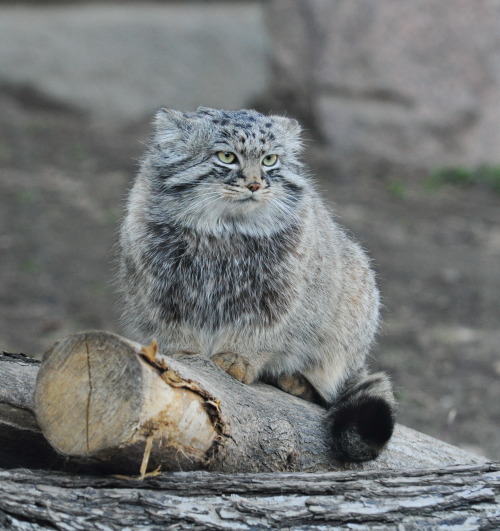 Pallas Cat Appreciation (via larisa4223850)