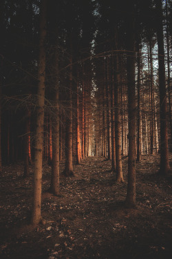 wnderlst:  Forest | Dan Venter