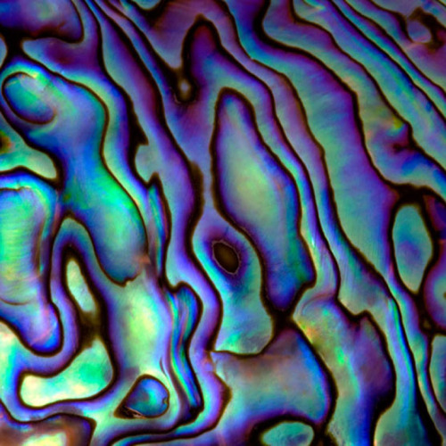 the-psychedelic-sea:  Mother of Pearl!