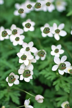 tfwurpepe:  Ah yes, my spring pepes are finally blooming