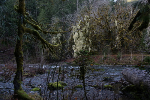 pnw-forest-side:Cool tree appreciation post.This bigleaf maple can be seen across the river from the Staircase Campground beside the Skokomish River at Olympic National Park. As much moss as we have, this type is quite rare here - almost like a Spanish Moss. Reminds me of christmas tree garland, tbh.  #olympic forest#nature photos
