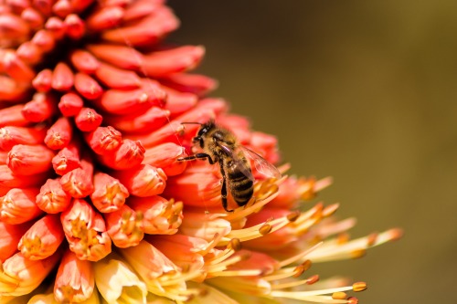 Loss of wild flowers across Britain matches pollinator declineThe first ever Britain-wide assessment