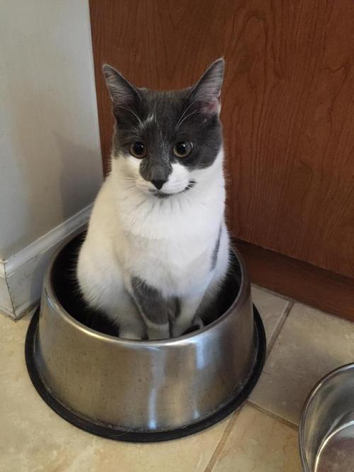 awwww-cute: This is how the cat lets us know the dog is out of water (Source: http://ift.tt/2kLg0ZY)