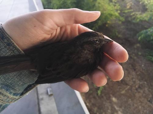Saved this little baby after seeing him hit a cyclist. I turned him into omsi who said they&rsqu