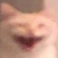 finicfox200