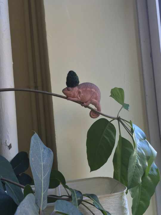 thelemonsoftheuniverseunited:  narwhal-noir:  i finished knitting this hat during one of my classes (thats my teacher modeling it) and he liked it so much so i used the leftover yarn to make a mini version for his chameleon  A WHOLESOME POST 