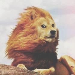 shibe-doge:  majestic