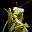 the-mantis-therian