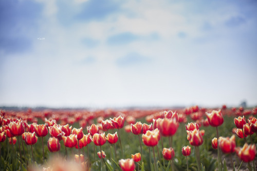 Netherlands, Tulips