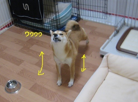 SHEEBS