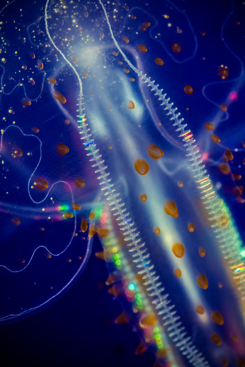 Roses are red
Violets are—sorry we got distracted.
The beautiful rainbows on a comb jelly
are caused by light being diffracted!