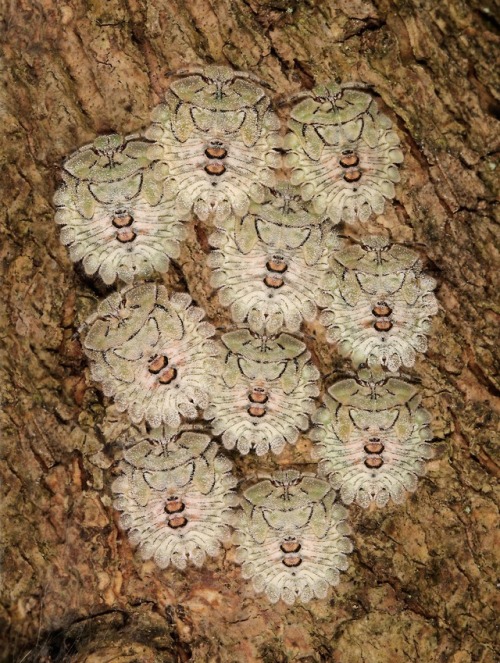 sinobug:Shield-backed Bug Nymphs (Plataspidae)by Sinobug (itchydogimages) on Flickr.Pu’er, Yunnan, C