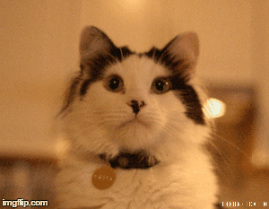 10 Ways to Look After Your Mental Wellbeing (with added kitties)