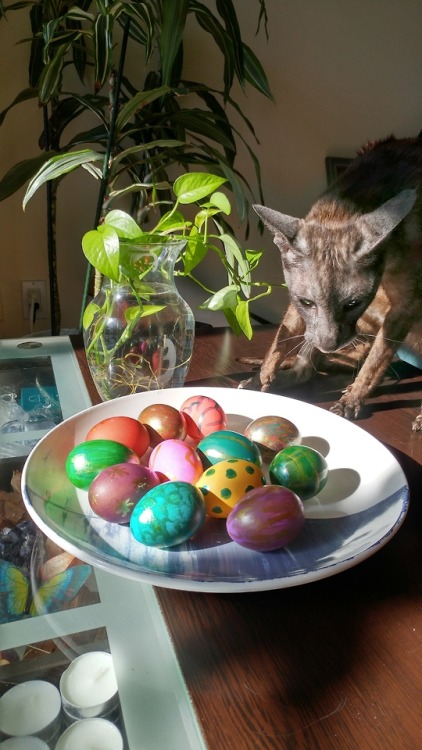 Faolan doing the easter inspection this year.