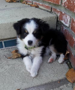 Australian shepherd