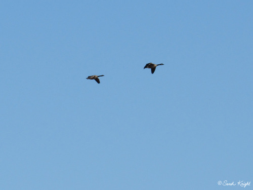 The Sandhill crane family was here earlier today.