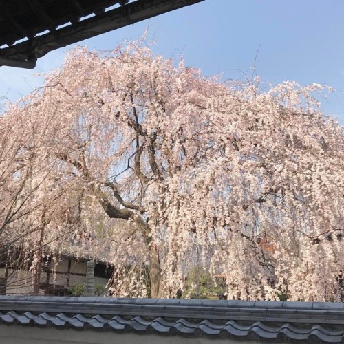 本満寺のしだれ桜@京都 #iphone7plus #本満寺 #しだれ桜 #京都 #japan #kyoto #blossoms #sakura #spring (本満寺)