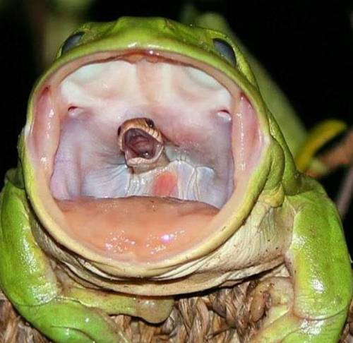 notnumbersix:  wynspers: notnumbersix:  I’m traumatized by this photo.  There was a type of frog in Australia called the Gastric Brooding Frog that swallowed its eggs and later gave birth to fully formed baby frogs through its mouth. They became extinct