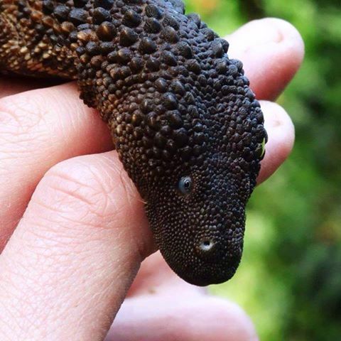 thepredatorblog:  crotalinae:  ftcreature:The prickly Borneo Earless Monitor was first described in 1878 but don’t feel bad if you haven’t heard of it before then. You haven’t been living under a rock, but the Earless Monitor has! You see, the lizard