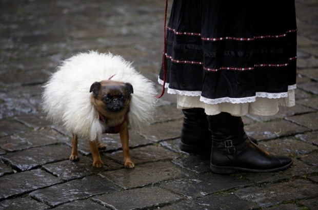 A dog dressed in a fur stands before the traditional Three Kings procession in Prague. The procession re-enacts the journey made by the Three Wise Men to visit the infant Jesus, which marks the end of Christmas festivities in the Czech Republic....