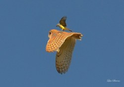 becausebirds:  avianrecon:  Raptor Surfing - The curious sport in which smaller birds fearlessly drive hawks &amp; owls out of their territory by being incredibly annoying. (All pictures are watermarked to their talented owners)  Birb surfing 