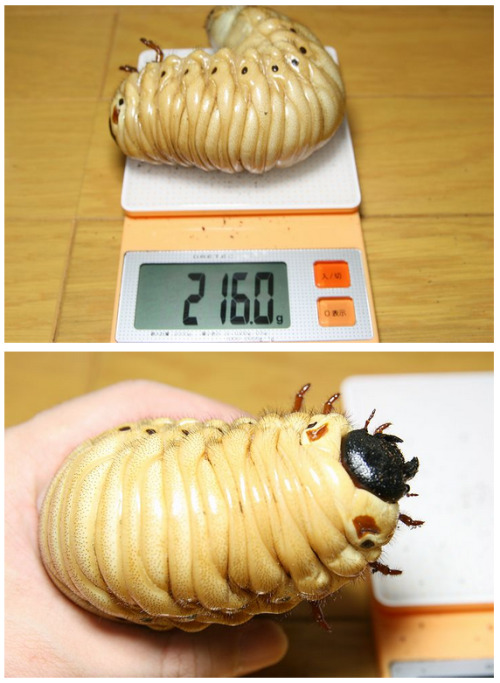 cumpunk:  verticalvest:  look at this big baby beetle.  isn’t it cute?  such a sweet baby