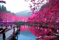bitchville:  Taiwan’s Dazzling Cherry Blossom Trees Light Up at Night by Bibi Barbie and Claire Chao 