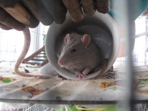 rat-rats:spidersanctuary:Some more rat silliness. Smokey being pretty, Smokey using a hammock in a d