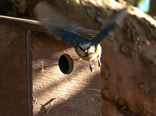 Eurasian Blue Tit (Cyanistes caeruleus)© m@rkjs