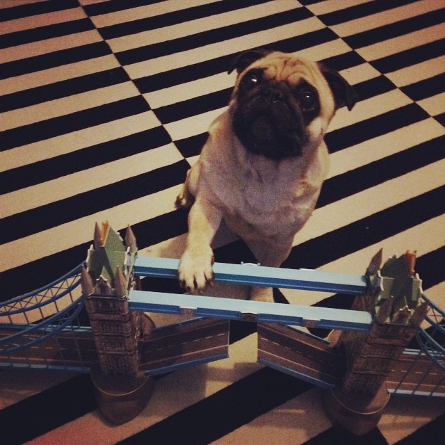 ihugpugs:  Dog Lover Shirts: http://bit.ly/1sIvs6I 