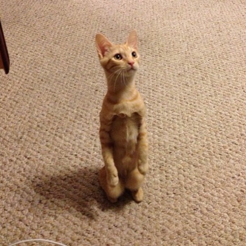 From @milliethekittie: “Meet Mille! She’s a wild female tabby from Louisiana. Millie can hear the sound of her favorite bag of treats being opened from a mile away. She puts the "cat” in meerkat. She also enjoys scaling curtains, playing with her toy...