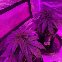 weedporndaily:  Two males so far. via treebeardgrower