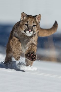 visualechoess: Young mountain lion playing in the snow - © Christophe JOBIC | ᶹᶥᶳᶸᵃᶩᶳ 