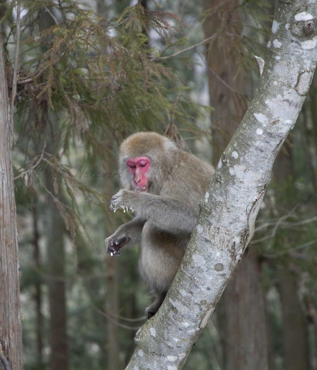 Chihiro Nakamura 人間様から威嚇してもぎ取ったソフトクリームの残りを食べる猿 動物の表情撮るのが好き