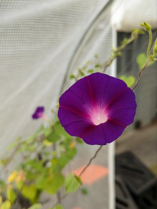 morning glory