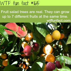 wtf-fun-factss:  Fruit salad trees, AMAZING!
