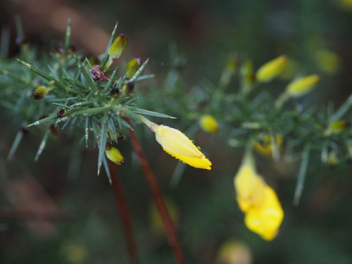 forgottenmorsecode:Gorse flowers in the winter